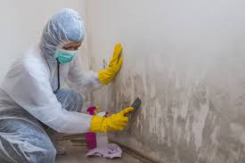 Why You Should Choose Our Mold Remediation Services in Mineville, NY